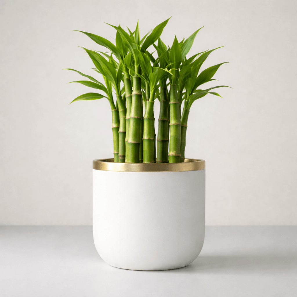 Water Bamboo Plant